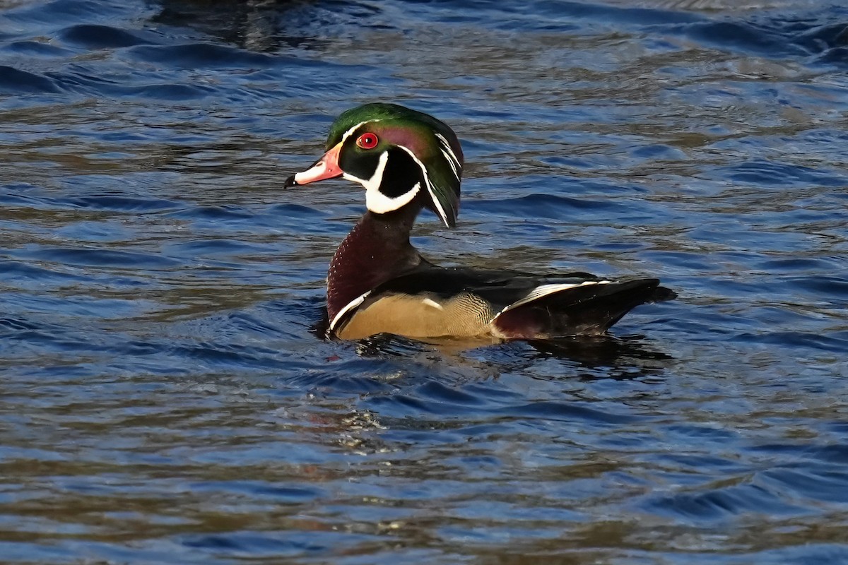 Anatra sposa - ML645489540