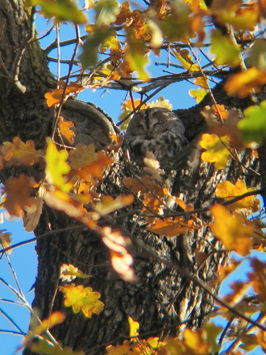 Tawny Owl - ML645489548