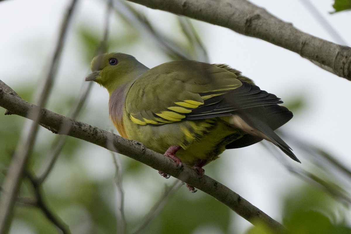 tobeltegrønndue - ML645489549