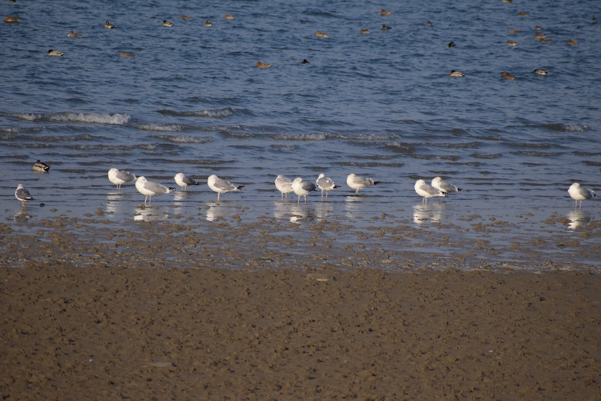 Mongolian Gull - ML645489550