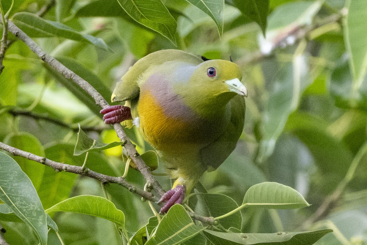 tobeltegrønndue - ML645489551