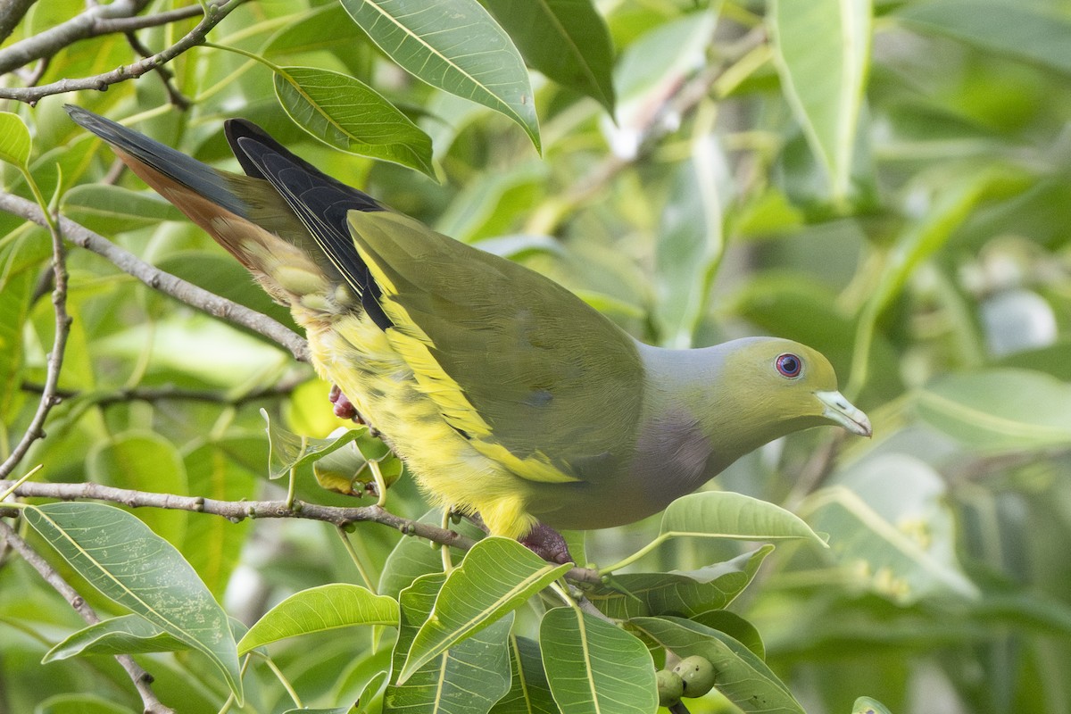 tobeltegrønndue - ML645489552