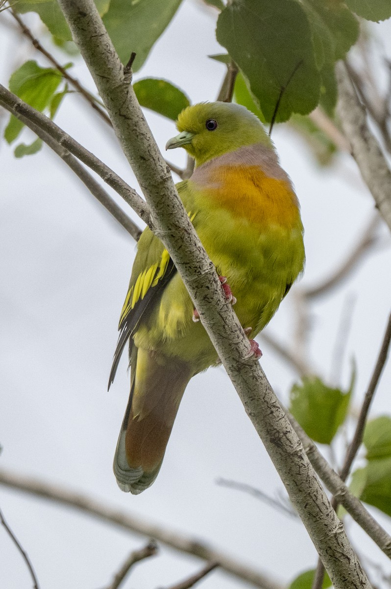 tobeltegrønndue - ML645489553