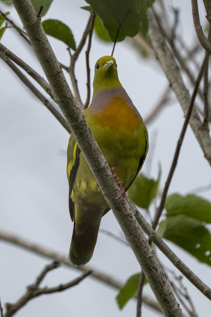 tobeltegrønndue - ML645489554