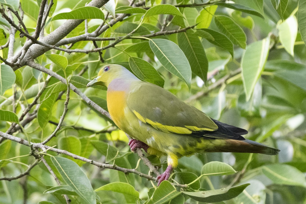 tobeltegrønndue - ML645489556