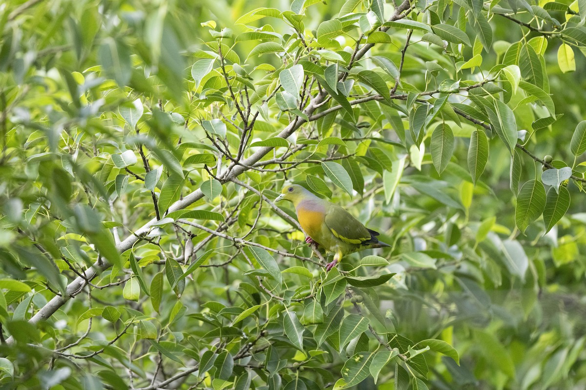 tobeltegrønndue - ML645489557