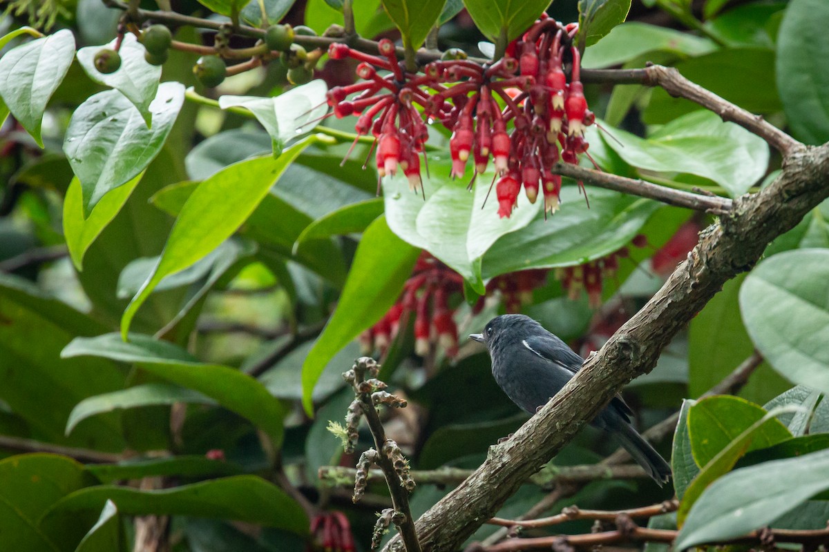 Pinchaflor Flanquiblanco - ML645489586
