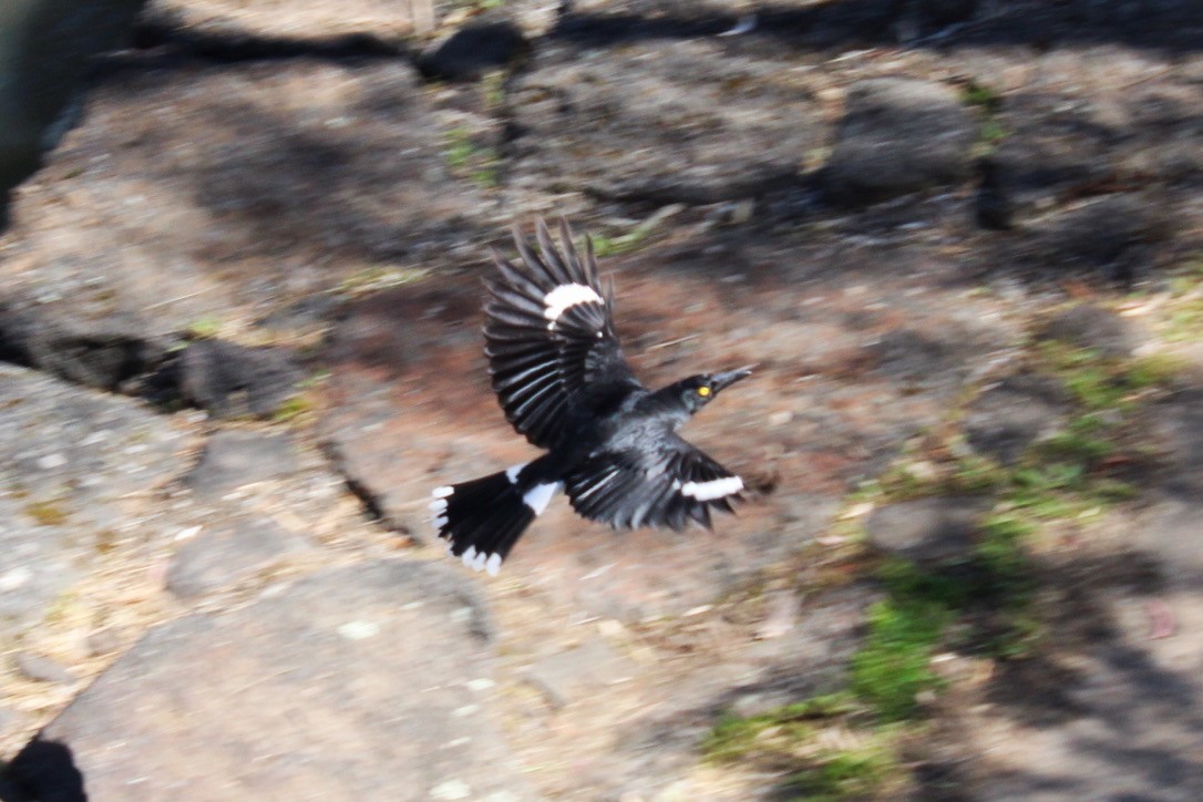 Verdugo Pío - ML645489592