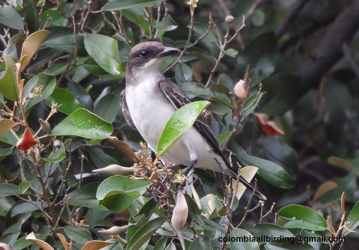 Tirano Oriental - ML645489594