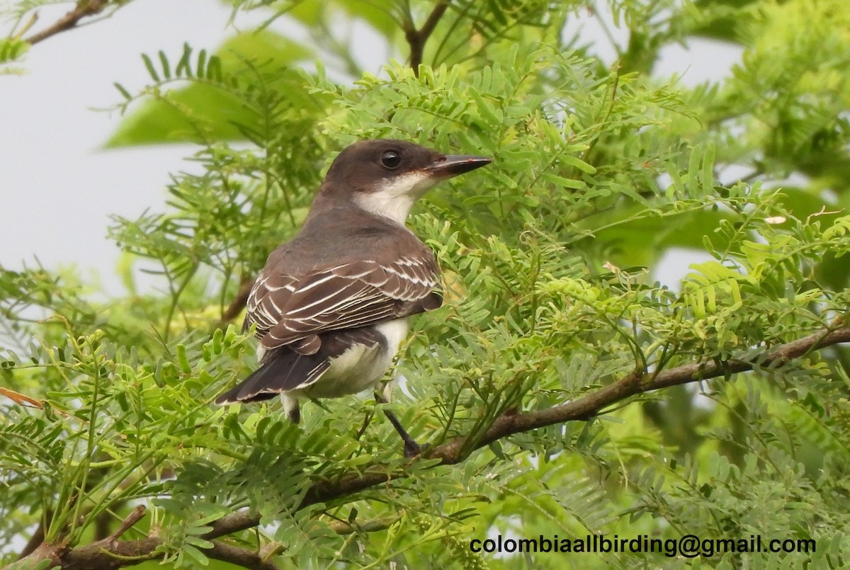 Tirano Oriental - ML645489605