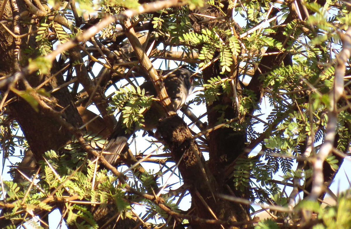 Sardinian Warbler - ML645489611