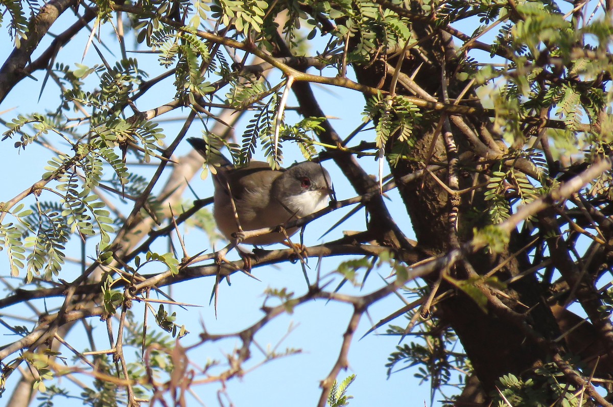 Sardinian Warbler - ML645489612
