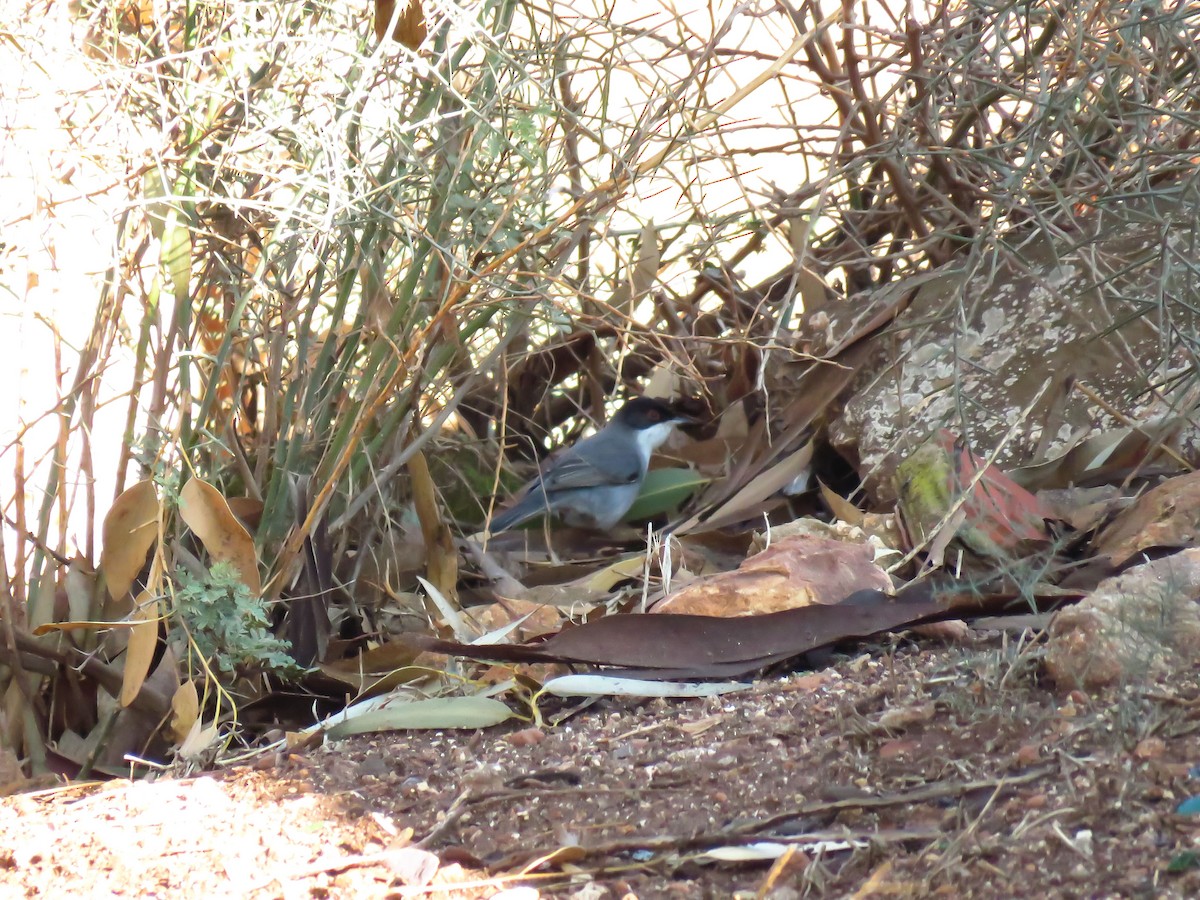 Sardinian Warbler - ML645489613