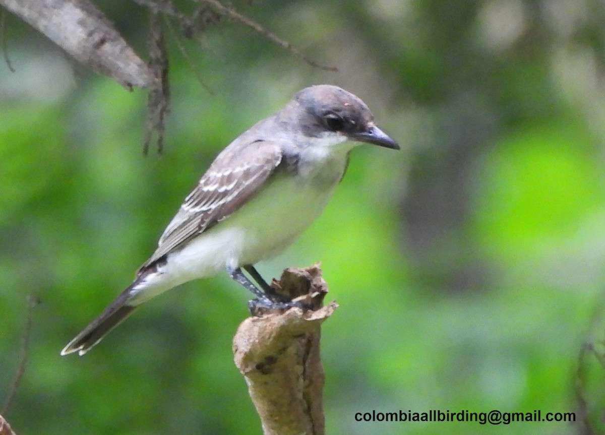 Tirano Oriental - ML645489617