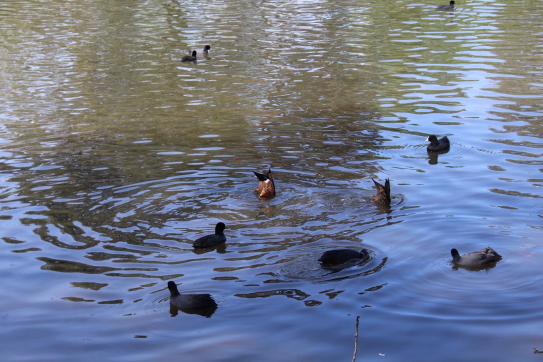 Chestnut Teal - ML645489639