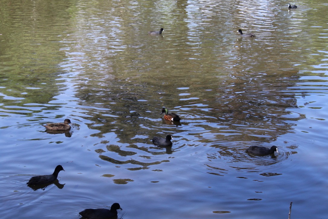 Chestnut Teal - ML645489641