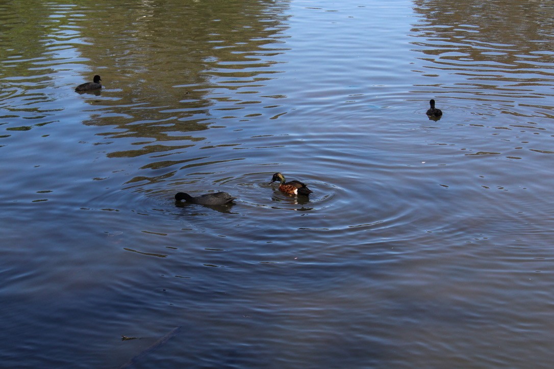 Chestnut Teal - ML645489644