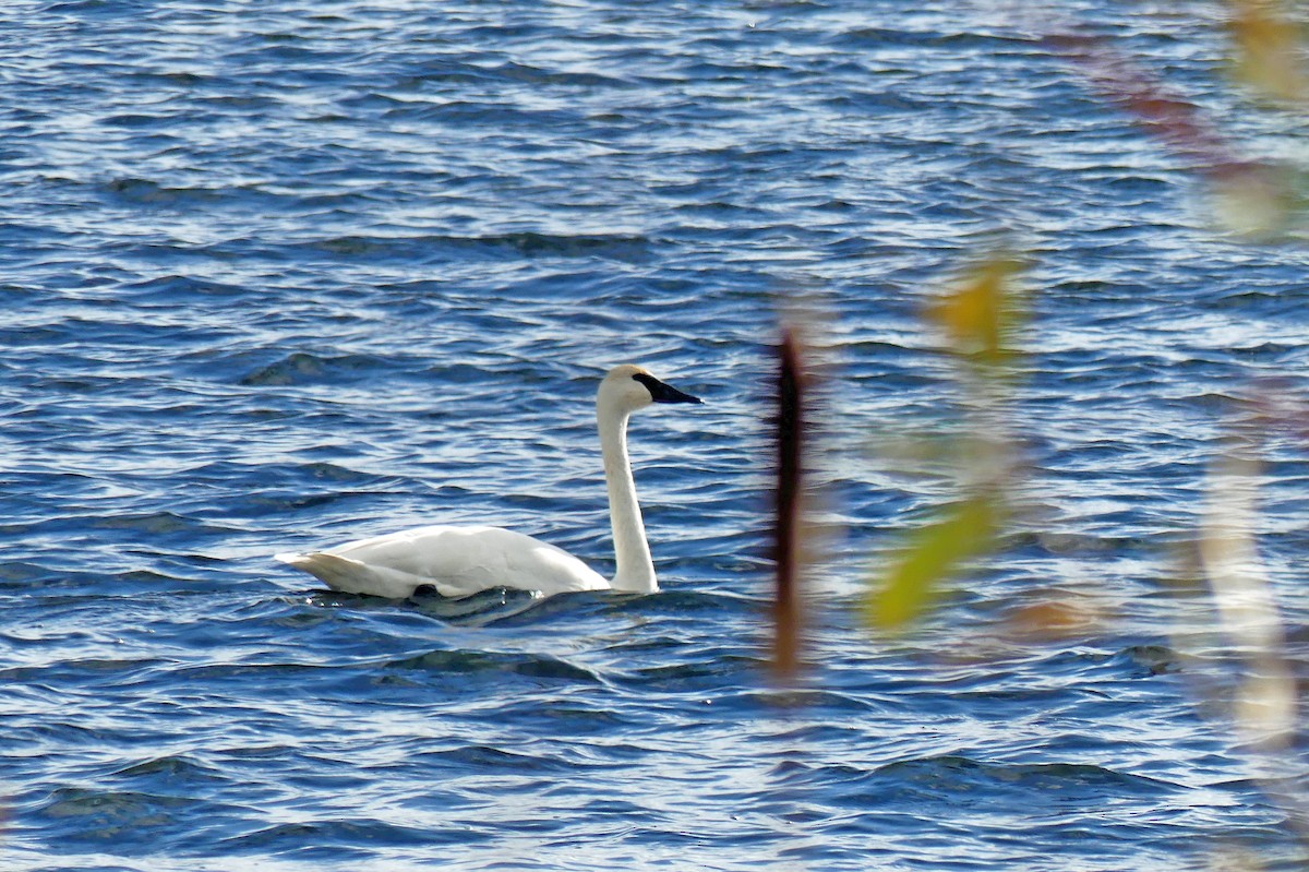 Trumpeter Swan - ML645489652