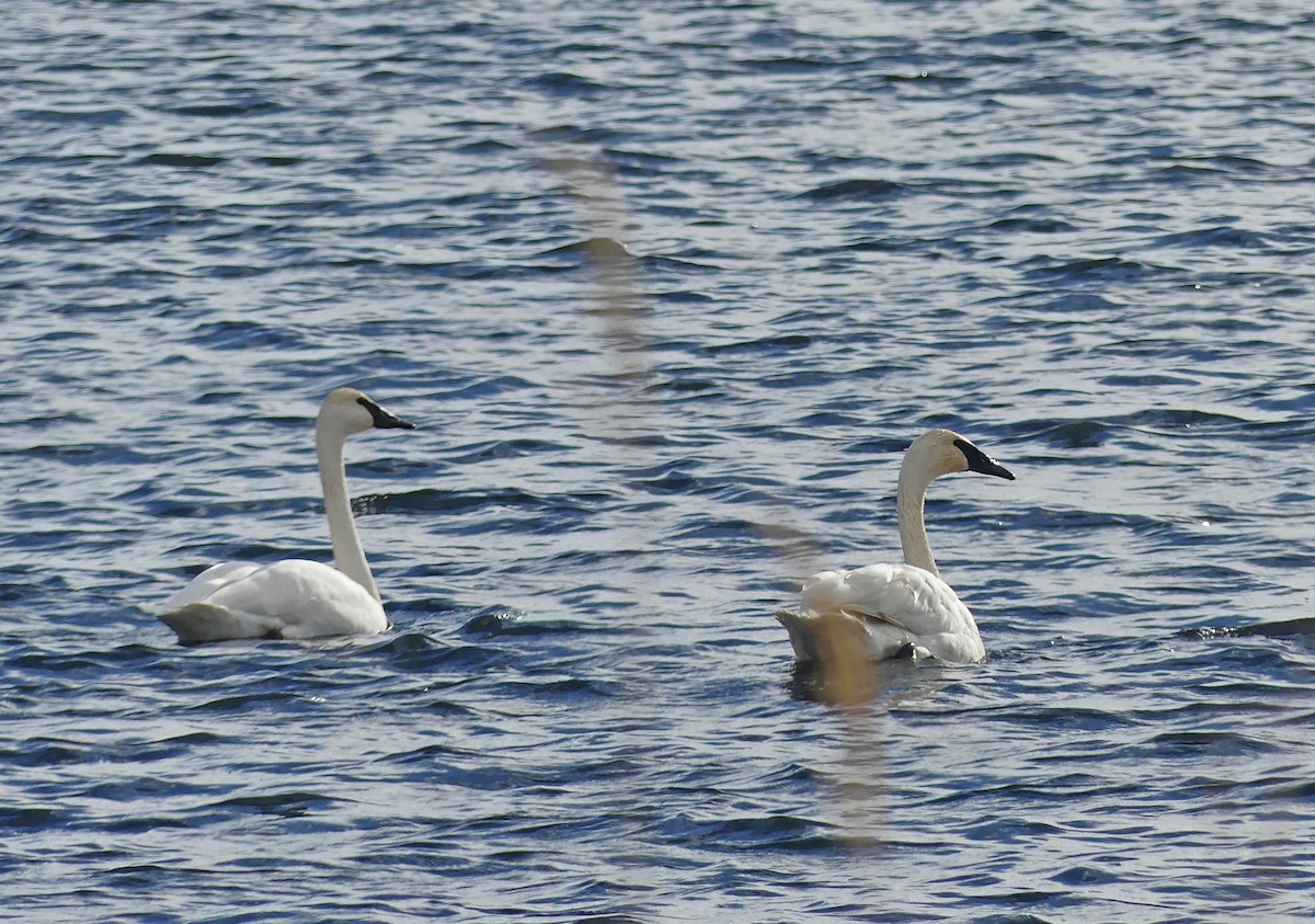 Trumpeter Swan - ML645489657