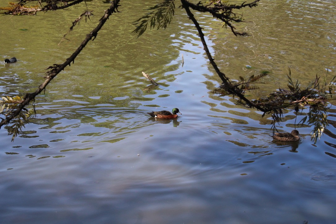 Chestnut Teal - ML645489658