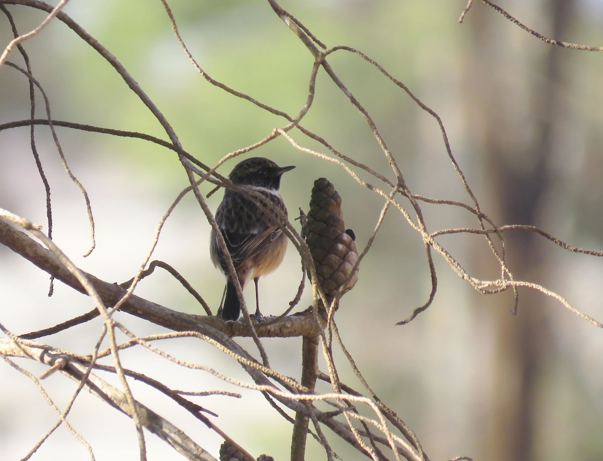 European Stonechat - ML645489659