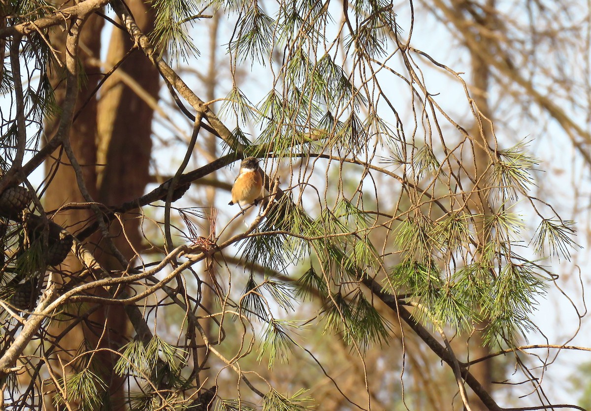 European Stonechat - ML645489660