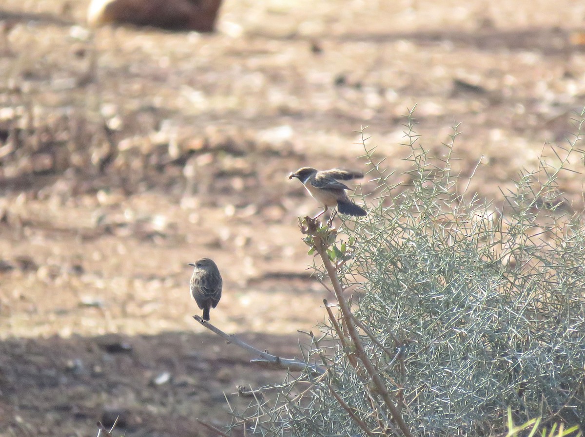 European Stonechat - ML645489661