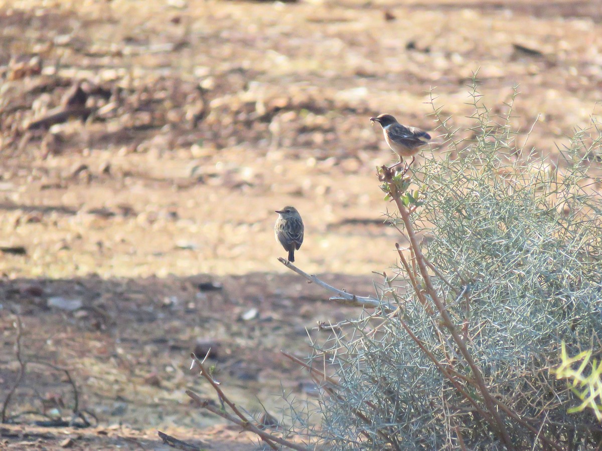 European Stonechat - ML645489662