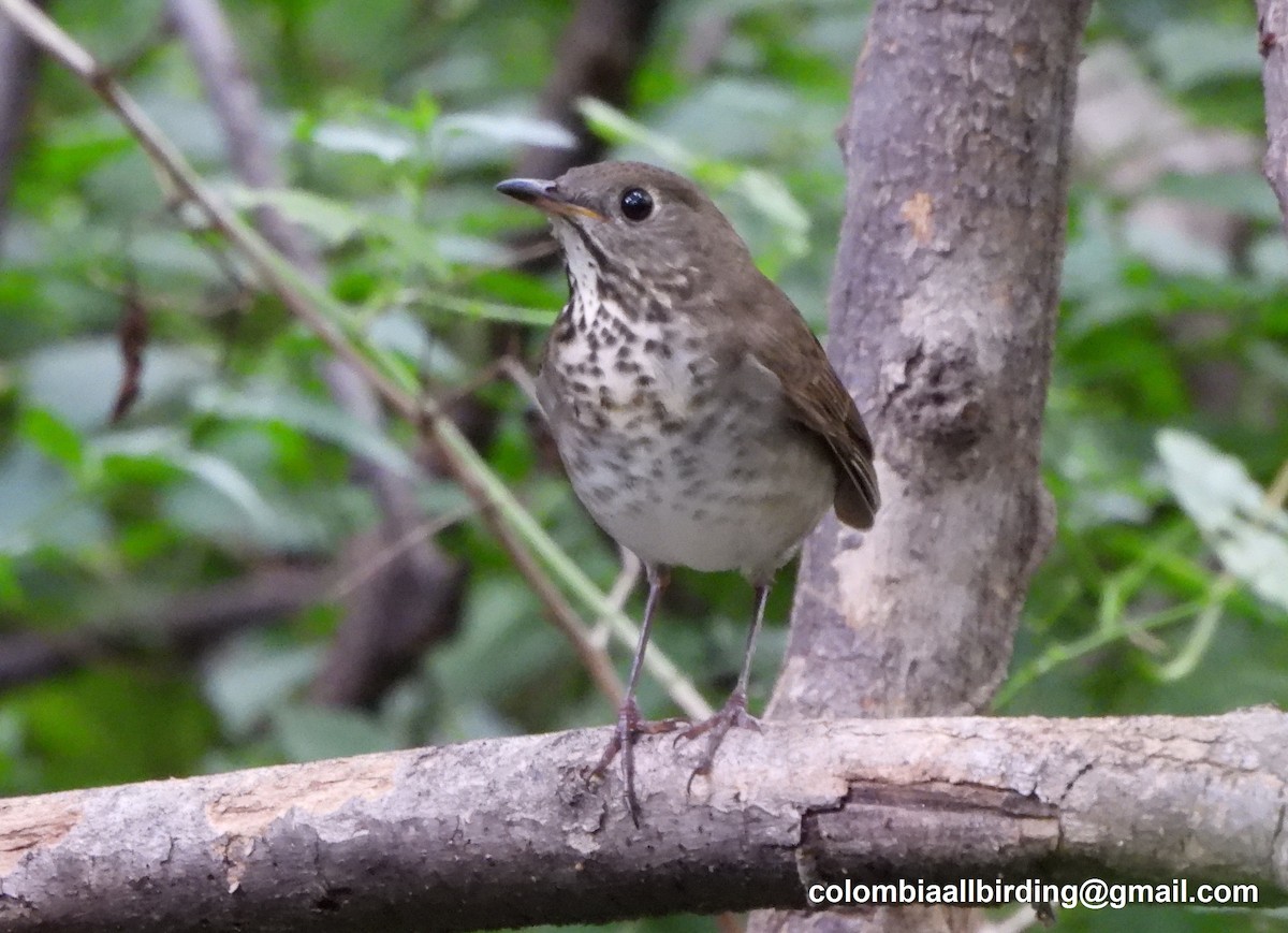 gråkinnskogtrost - ML645489663