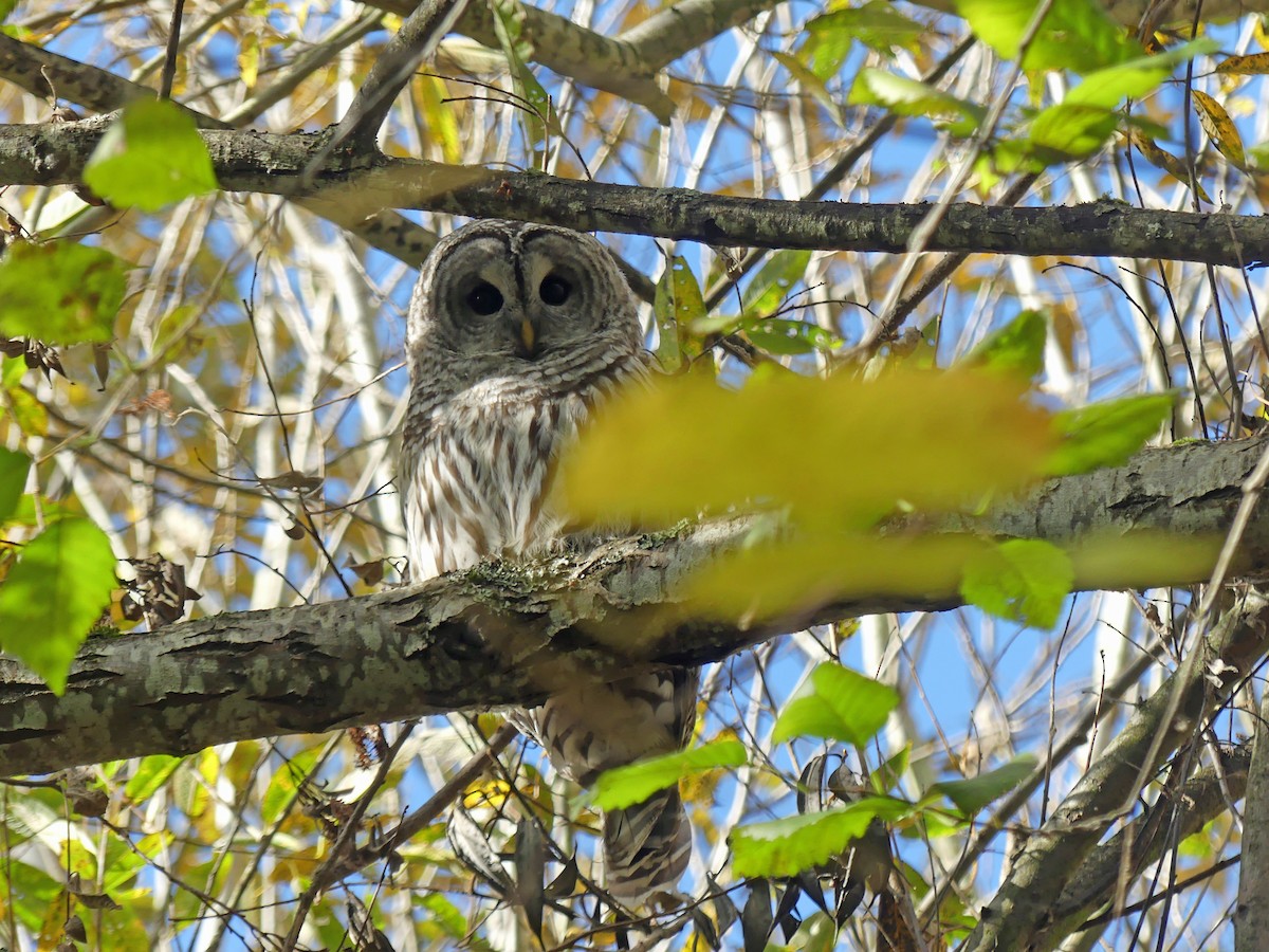 Barred Owl - ML645489669