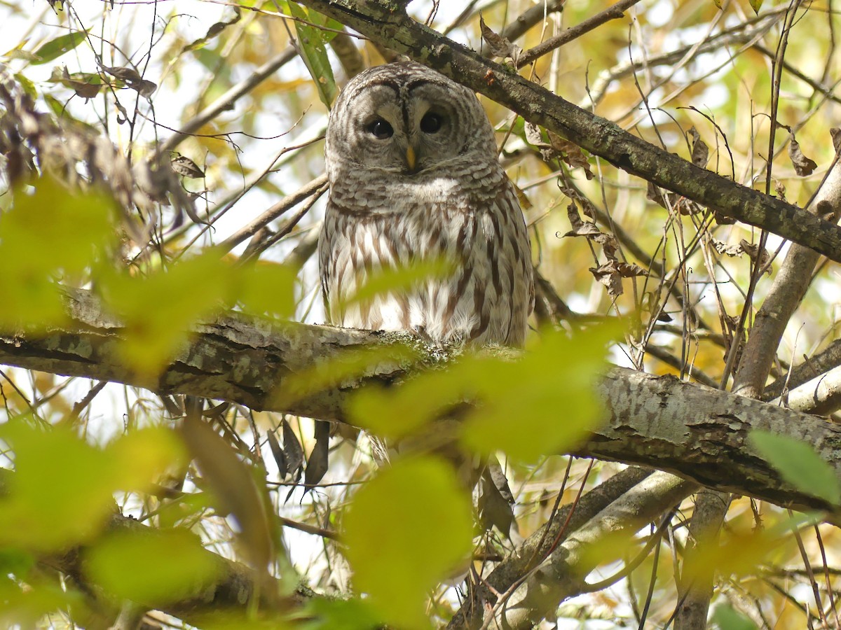 Barred Owl - ML645489671