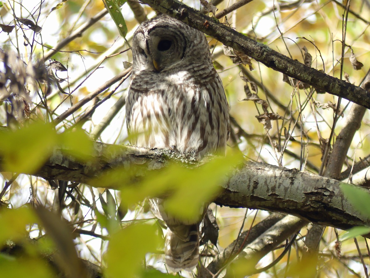 Barred Owl - ML645489672