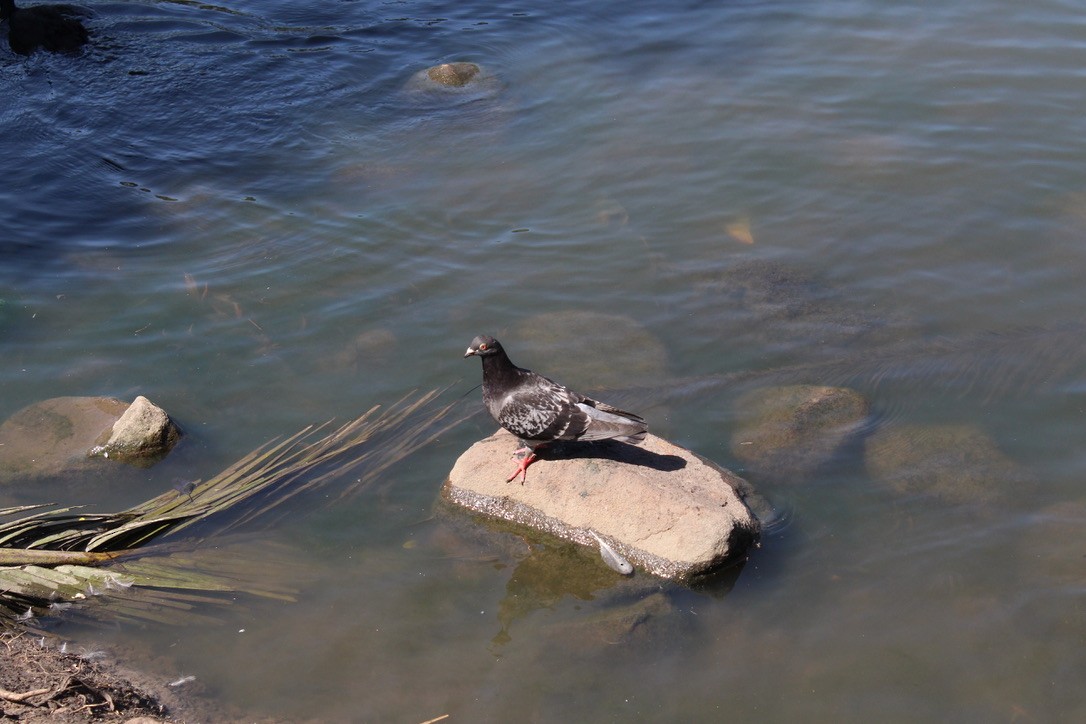 Felsentaube (Straßentaube) - ML645489675