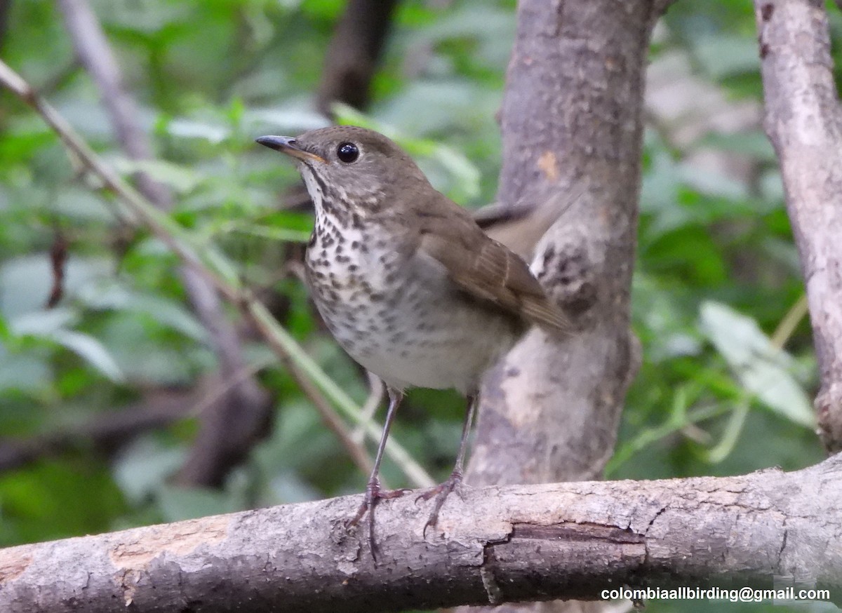 gråkinnskogtrost - ML645489678