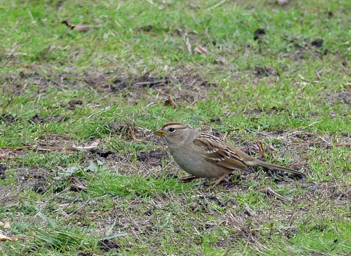 Porsuk Serçesi - ML645489683