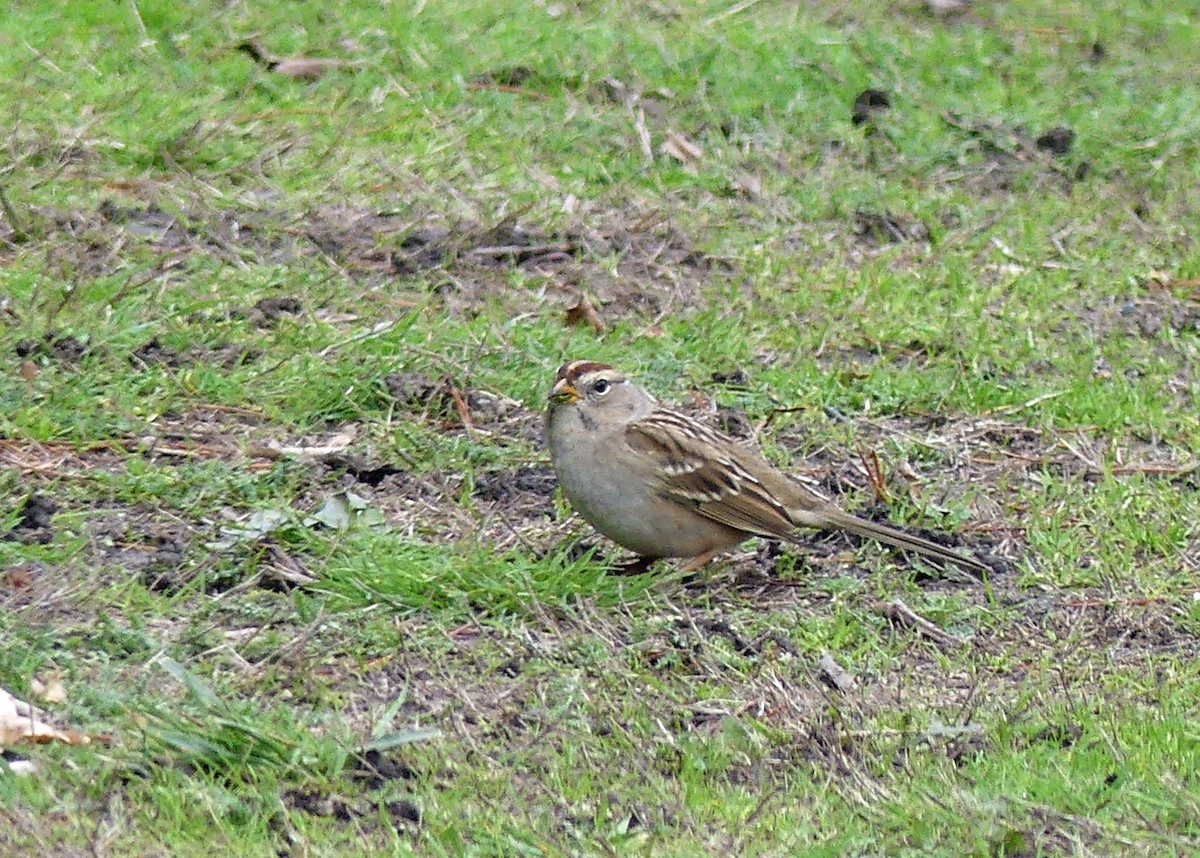 Porsuk Serçesi - ML645489684