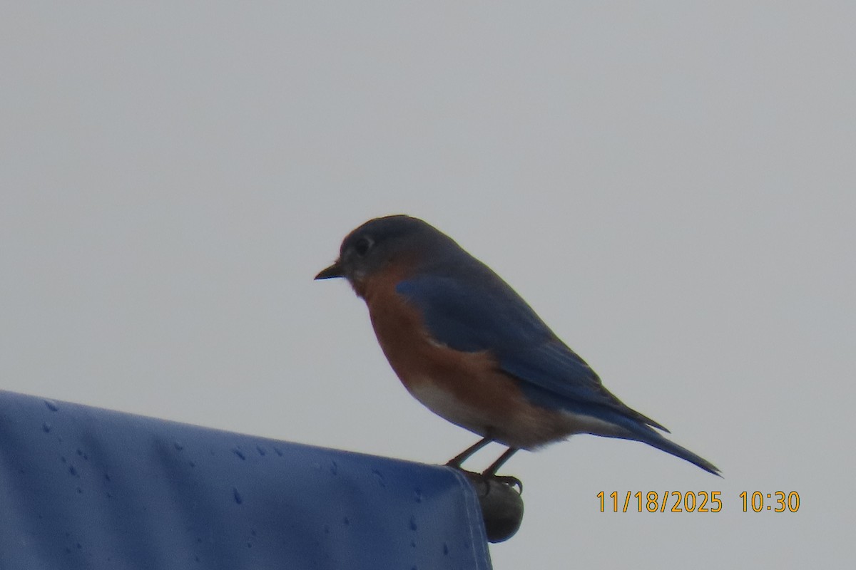 Eastern Bluebird - ML645489689