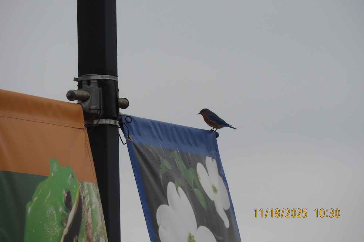 Eastern Bluebird - ML645489690
