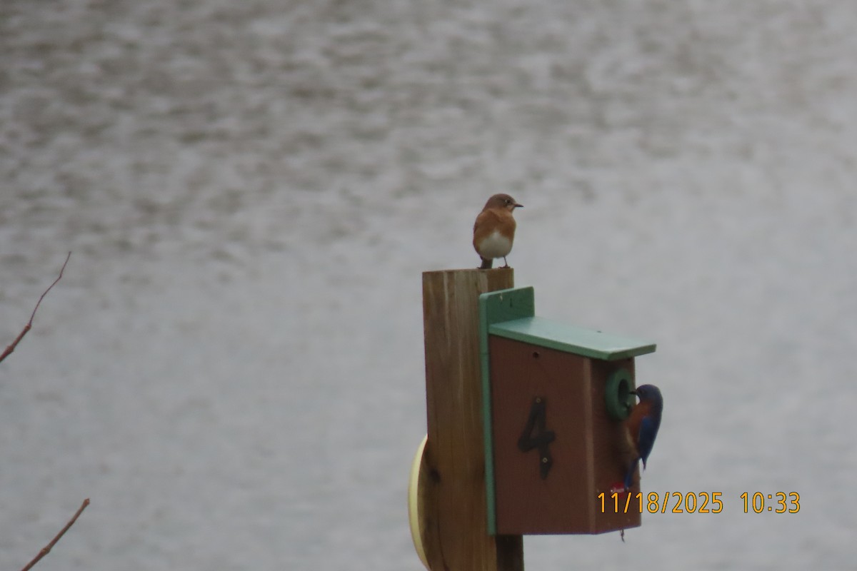 Eastern Bluebird - ML645489691