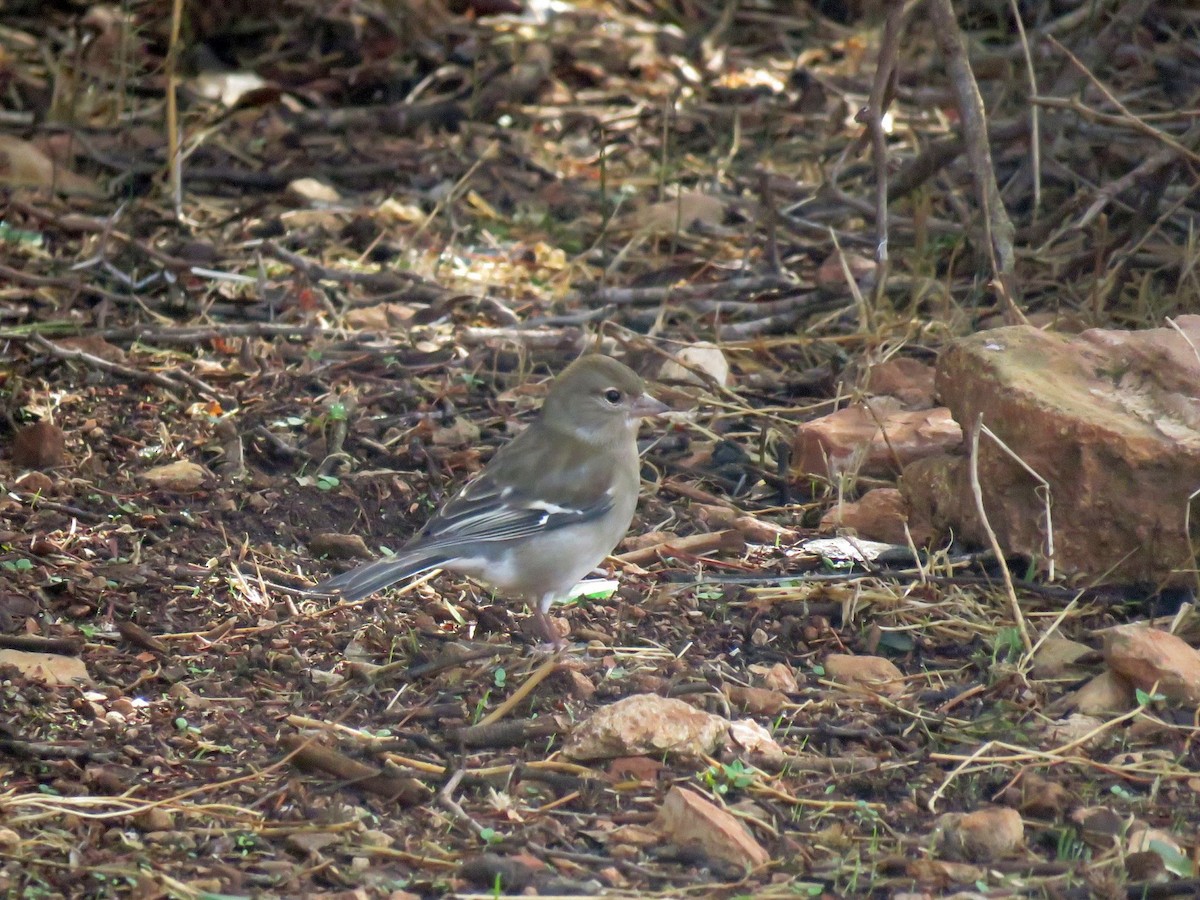 African Chaffinch (African) - ML645489699