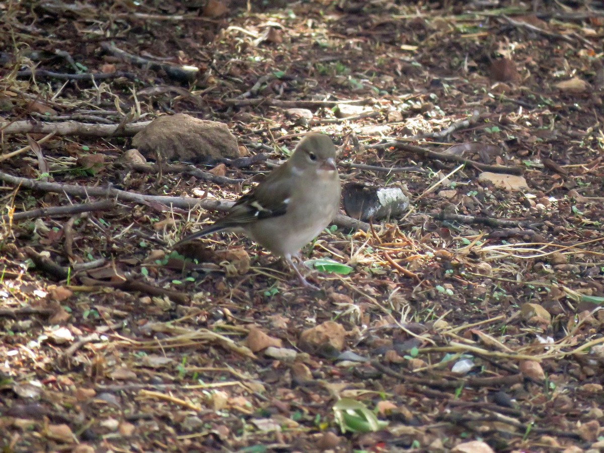 African Chaffinch (African) - ML645489700