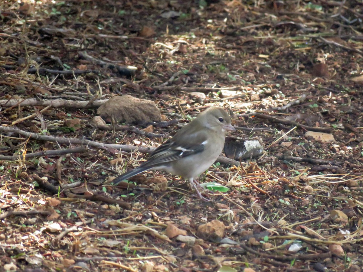 African Chaffinch (African) - ML645489701