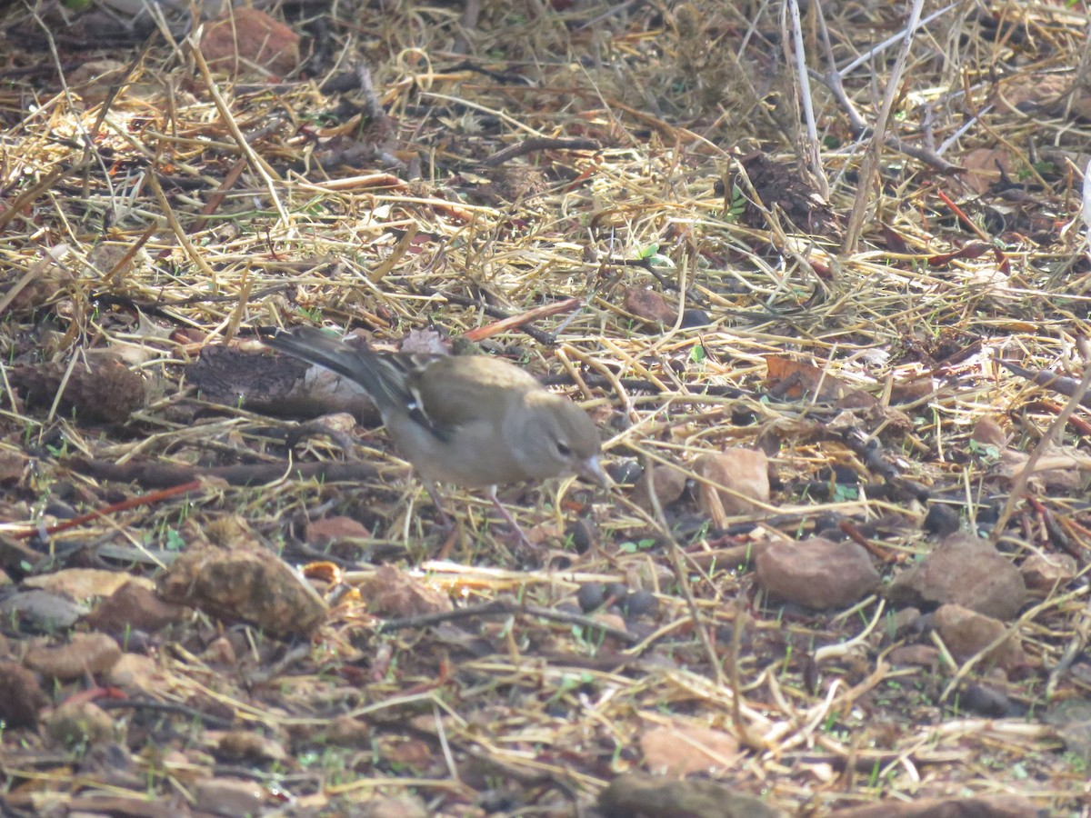 African Chaffinch (African) - ML645489702