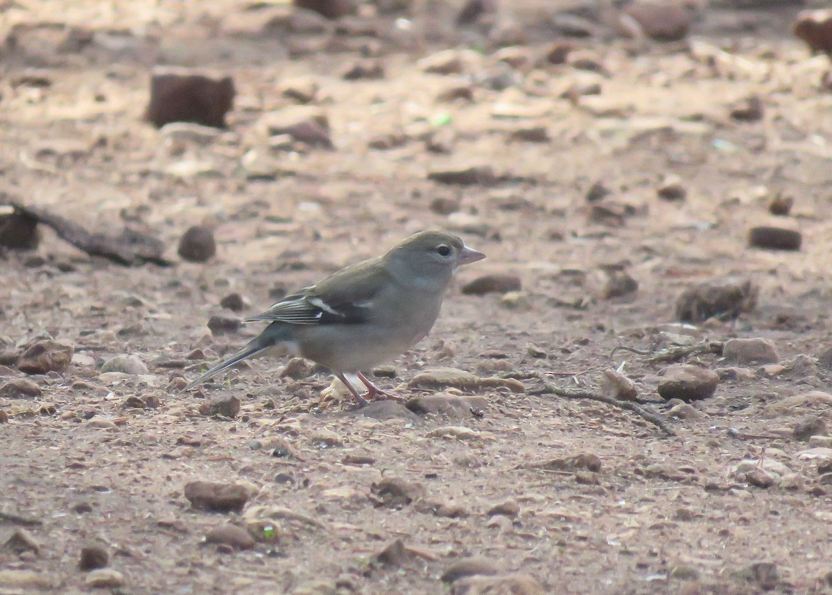 African Chaffinch (African) - ML645489703