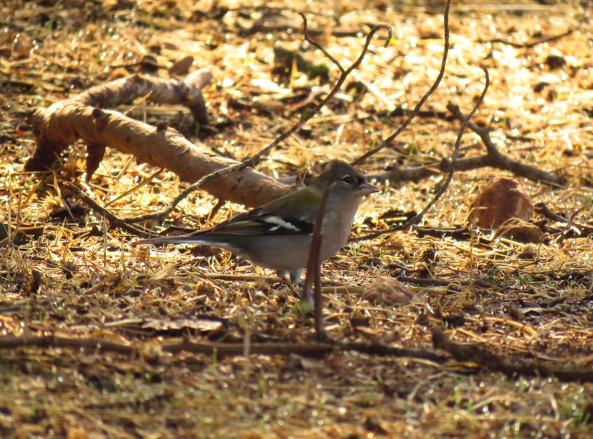 African Chaffinch (African) - ML645489704