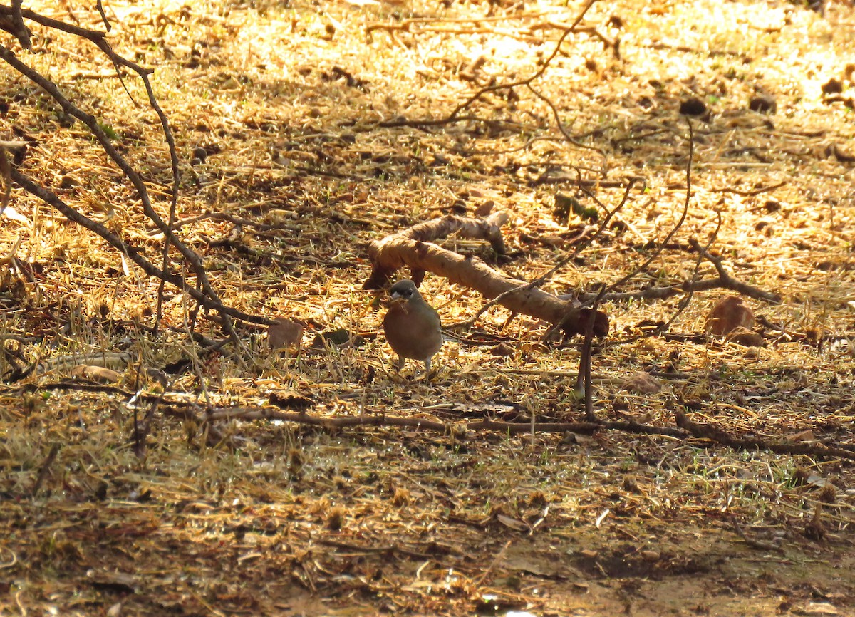 African Chaffinch (African) - ML645489705