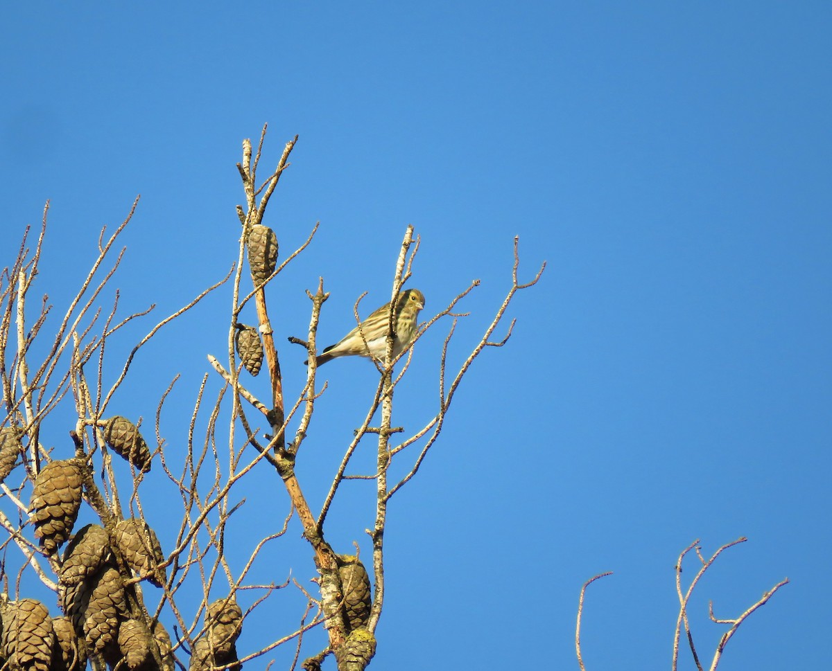 Txirriskila arrunta - ML645489709