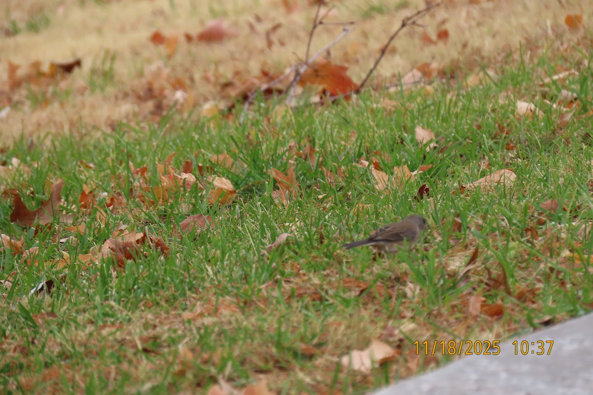 Dark-eyed Junco - ML645489711