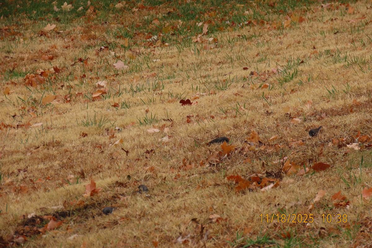 Dark-eyed Junco - ML645489712