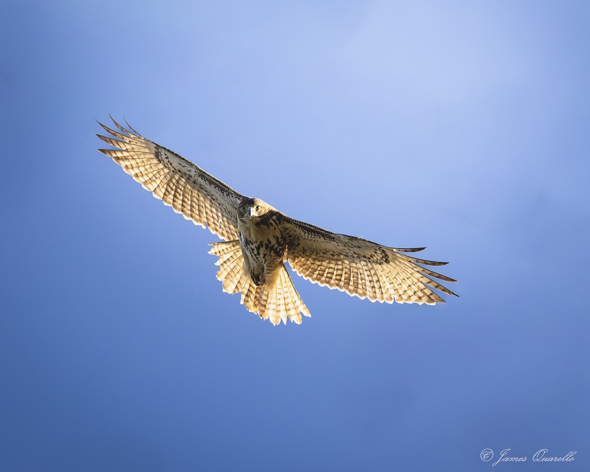 Red-tailed Hawk - ML645489721